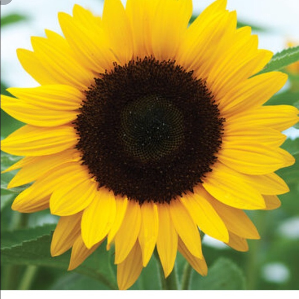 Meet your Posher, Miss Kay